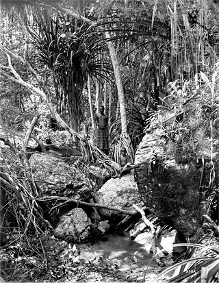 Bundesarchiv_Bild_105-DOA0538,_Deutsch-Ostafrika,_Ulugurugebirge,_Urwald