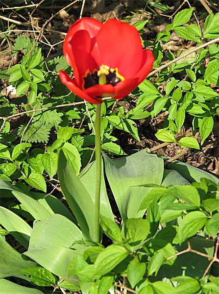Easterparade_08_(c)_Kay_Sokolowsky