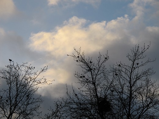 Kohlmeisenschwarm_(c)_Kay_Sokolowsky_03