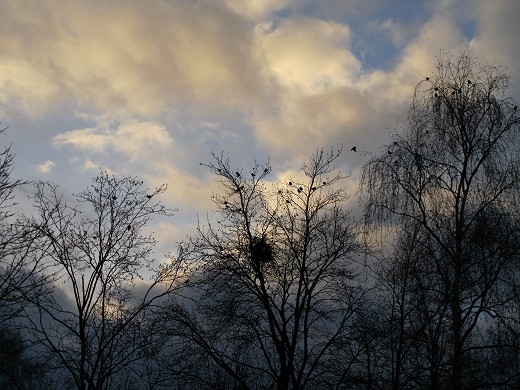 Kohlmeisenschwarm_(c)_Kay_Sokolowsky_04