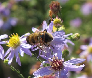 Biene_bei_der_Arbeit_(c)_Kay_Sokolowsky