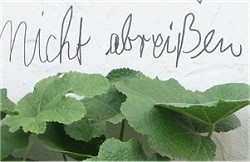 Graffito_Teaser_(c)_Eberhard_Kehrer