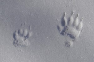 Meles-meles-tracks-on-snow_(c)_James_Lindsey