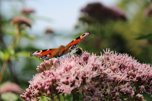 Der_Schmetterling_(c)_Martina_Sokolowsky